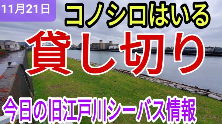 貸し切りの旧江戸川シーバス情報！ベイトはまあまあ居ました！コノシロとイナッコです！