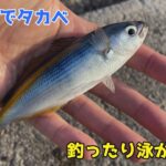 サビキでタカベ釣ったり泳がせたり