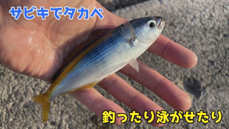 サビキでタカベ釣ったり泳がせたり