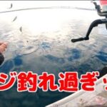 小名浜港一面アジだらけでサビキが爆釣すぎる！　【いわき　釣り】