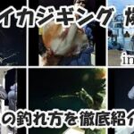 【タルイカジギング】タルイカ爆釣の日！船中の釣れ方徹底紹介！／福井県敦賀沖／竹宝丸