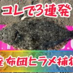 座布団キター‼️鹿島灘ハイシーズン‼️