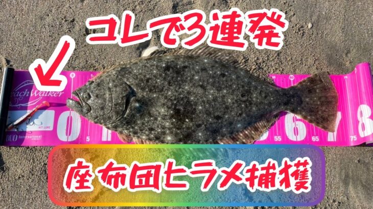 座布団キター‼️鹿島灘ハイシーズン‼️