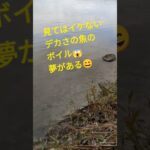 宇治川ブラックバス釣り！ツー触りノー魚🥲