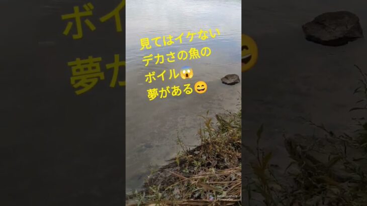 宇治川ブラックバス釣り！ツー触りノー魚🥲