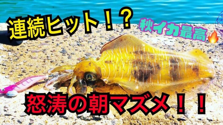 【イカ釣り初心者注目】イカを釣るならこの時を待て！！堤防エギング編♯２　＃初心者＃エギング＃堤防