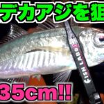 【アジング】漁港に回遊して来るデカアジを狙え！！外道マスター爆誕！？