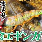 シャローにも効く半傘エギング！晩秋アオリイカ編