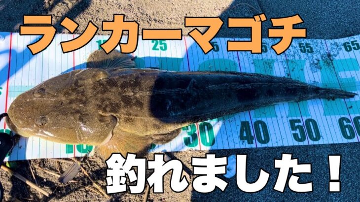 ランカーシーバス釣りにきたらランカーマゴチが釣れました！