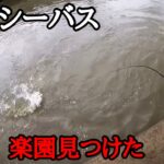 【ドブ川シーバス】何投げてもガンガン食ってくるパラダイス見つけた