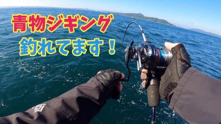 【青物ジギング】ブリ！　ワラサ！　サワラ！　を釣ってきました！