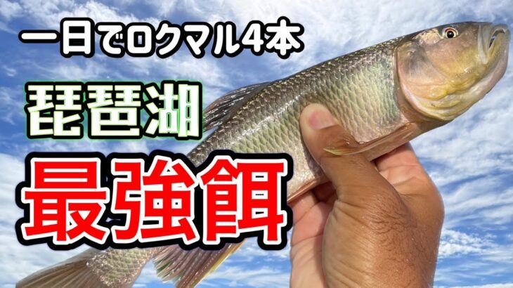 【バス釣り】琵琶湖最強の生き餌でロクマルのマンション狙い撃ち！「ブラックバス」「餌釣り」「水槽」