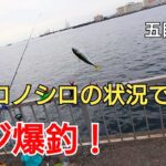 一面コノシロの状況で夕方の時合い突入、アジ爆釣！ルアーとサビキで五目達成、シーバス、アジ、サバ…