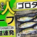 【アジング】ゴロタサーフが狙い目!尺越えアジがフロートリグで連発しました【淡路島】