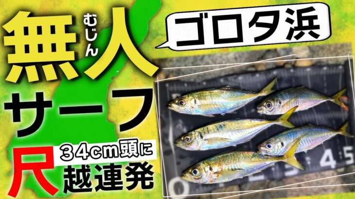 【アジング】ゴロタサーフが狙い目!尺越えアジがフロートリグで連発しました【淡路島】