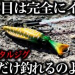 イカ型メタルジグをショアジギングで実釣力検証。独特な動きに魚はどう反応するの？