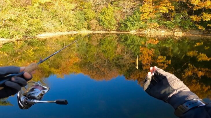 超初心者の方でも冬のバスが釣れる、最も簡単な方法を実釣しながら解説します「バス釣り」「野池」