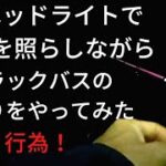 ヘッドライトで水面を照らしまくる！ブラックバスの夜釣りを無謀にもやってみた