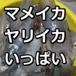 やっといい釣りできた【 マメイカ ヤリイカ 北海道 】