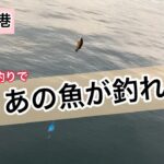 四日市港にサビキ釣りに行ってきました。これから本番を迎える『あの魚』も釣れています