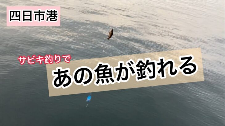 四日市港にサビキ釣りに行ってきました。これから本番を迎える『あの魚』も釣れています