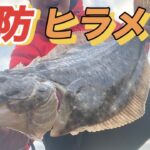 【初心者必見】朝マヅメの堤防でヒラメ連発！このルアーおすすめです、ぜひ堤防やサーフでお試し下さい　　#堤防釣り #ヒラメ #釣り方