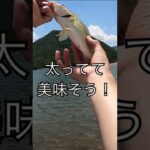 釣ったバスの腹を裂いたらヤバい物が出てきた