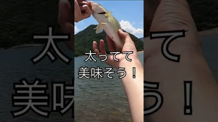 釣ったバスの腹を裂いたらヤバい物が出てきた