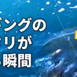 エギングのアタリはこう出る。様々な状況のイカのアタリを映像と共に解説します。