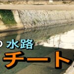 ブラックバスを続々と吐き出すチート級水路