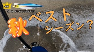 いわき市サーフ 秋のベストシーズン？ #ヒラメ 荒れたサーフにいました