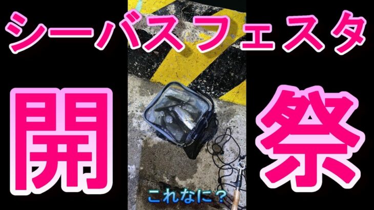 【シーバス釣り】シーバスフェスタ開祭しました！爆釣♪初心者の方でも爆釣できますよー♪