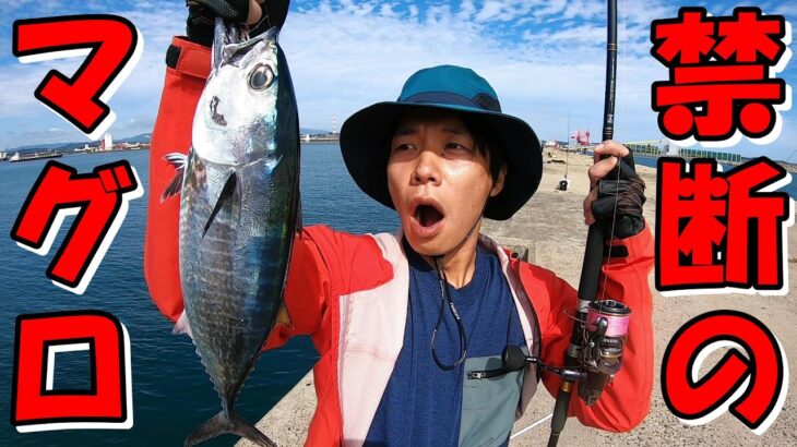 堤防からジギングでマグロを連発してしまいました【福島県小名浜沖堤防】