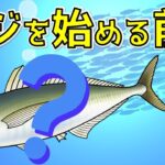 【アジングの釣り方】アジとはどんな魚？