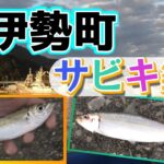 奈屋浦漁港のサビキ釣り調査速報、まだ釣れています？