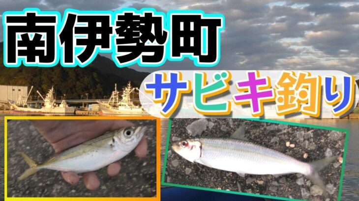 奈屋浦漁港のサビキ釣り調査速報、まだ釣れています？