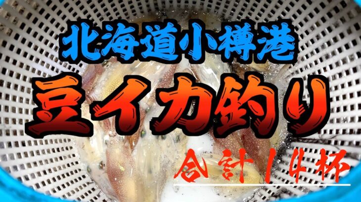 昼は鯖釣り、夜は定番の豆イカ釣り【北海道】【小樽港】