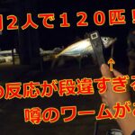 【アジング】３時間２人で１２０匹！アジの反応が段違すぎる！！噂のワームがこちら！まさかここまで違うとは思わなかったわｗ