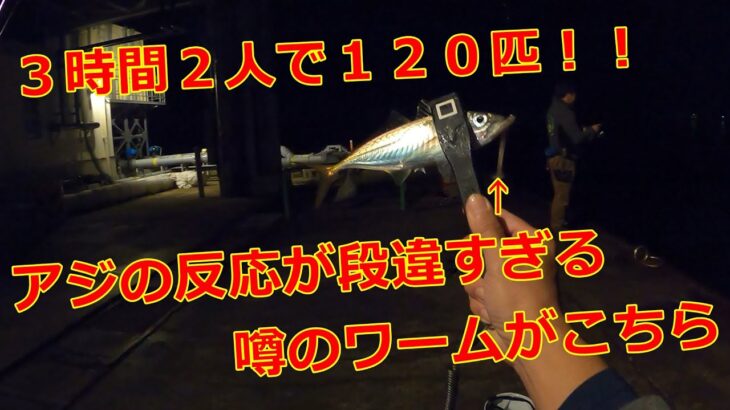 【アジング】３時間２人で１２０匹！アジの反応が段違すぎる！！噂のワームがこちら！まさかここまで違うとは思わなかったわｗ