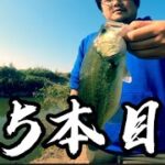 【バス釣り】たまにはのんびりバス釣り！まだ釣れる秋の利根川【茨城バス釣り】