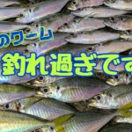 【アジング】釣れすぎです