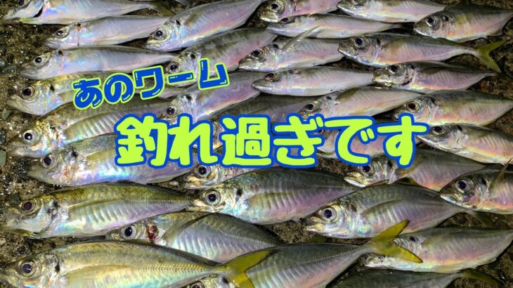 【アジング】釣れすぎです