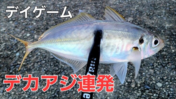 【アジング】デイアジングでデカアジの釣り方。気になる尺アジクラスの回遊の回数は1日…。ガルプワーム を投げてみました。