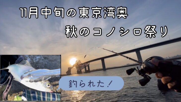 11月中旬の東京湾奥でシーバス釣りがコノシロ祭りになった【若洲海浜公園人工磯】