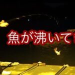 【シーバス】いないと思ってたらこんなにいたんか…ブローウィン110sプロト