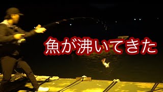 【シーバス】いないと思ってたらこんなにいたんか…ブローウィン110sプロト