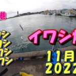 茨城県　那珂湊港　サビキ釣り　11月下旬　イワシ爆釣の日　2022