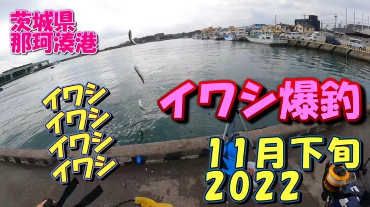 茨城県　那珂湊港　サビキ釣り　11月下旬　イワシ爆釣の日　2022