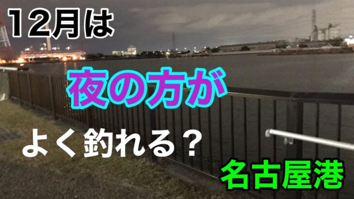 12月は夜の方がよく釣れる？名古屋港