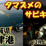 茨城県　大津港　サビキ釣り　12月上旬～中旬　2日分　夕マズメ　2022　あまり釣れなかったのでまとめました